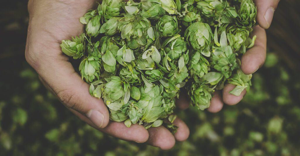 Aktuelles Saisonbier vom Zapf: Sybille ist wieder da!